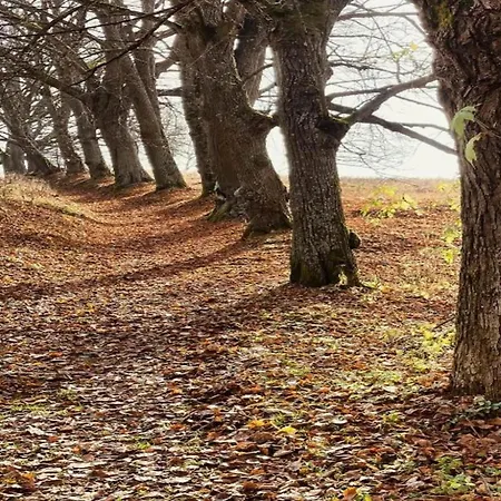 Lejlighed In Near Lift